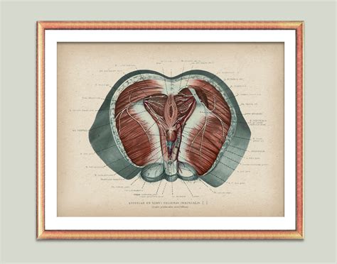 Male Perineal Anatomy Poster Pelvic Floor Art Genitourinary Etsy