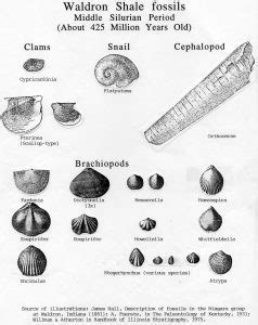 Waldron Shale Fossil Identification - Falls of the Ohio