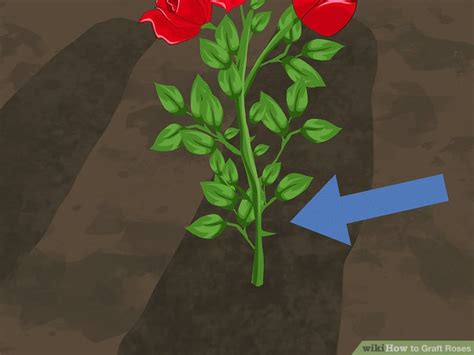 How to Graft Roses: 14 Steps (with Pictures) - wikiHow