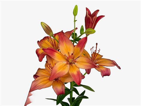 Lilium Asiatic Grp Heartstrings