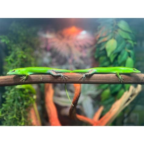 Green Tree Skinks More Skink By Jungle Bobs Reptile World