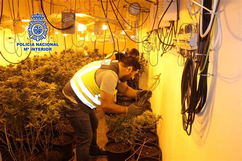 Detenidas 15 Personas Y Cinco Puntos De Cultivo De Marihuana