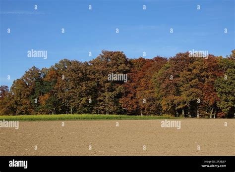 Mixed Forest Autumn Stock Photo Alamy