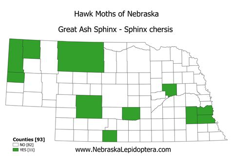 #7802 chersis – Nebraska Lepidoptera: A Guide to Nebraska Butterflies