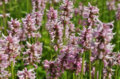 Stachys Officinalis Rosea Kwekerij De Boever