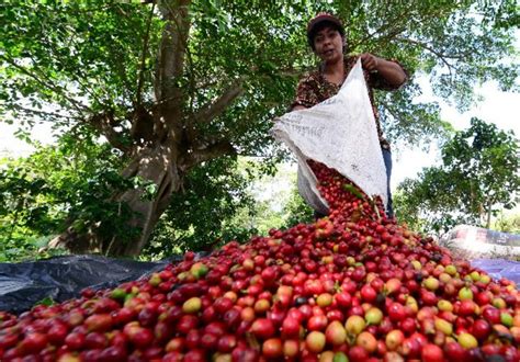 Cosecha De Café Hondureño Alcanza Los 10 Millones De Quintales Diario