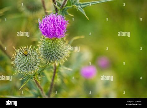 Cirsium Vulgare The Spear Thistle Bull Thistle Or Common Thistle Is
