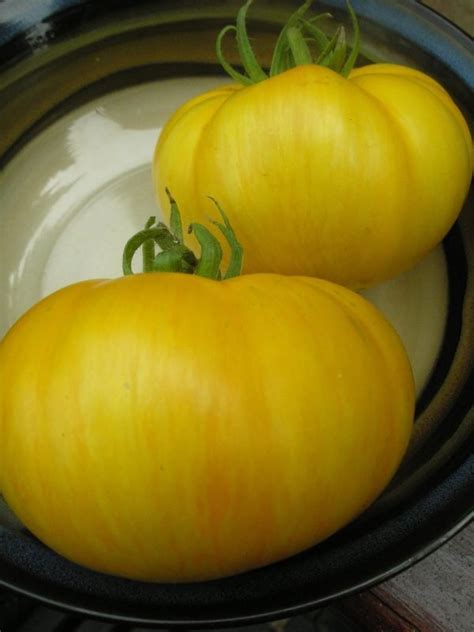 Tomato Pork Chop Seeds Twining Vine Garden