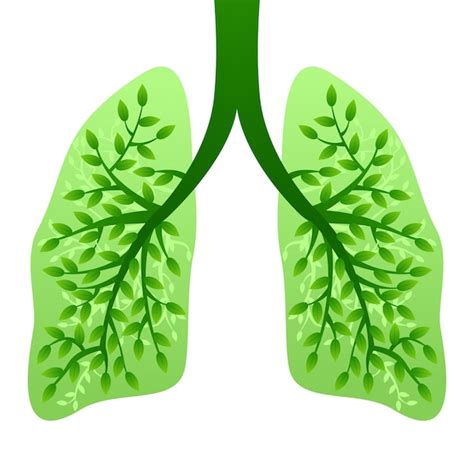 Premium Vector Fresh Green Healthy Human Lungs Body Part