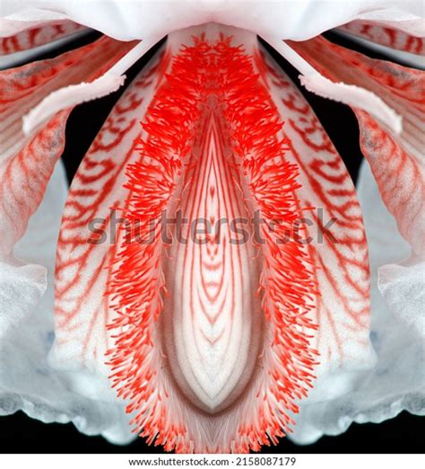 Sex Pussy Vulva Clitoris Vagina Orgasm库存照片2158087179 Shutterstock