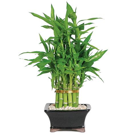 lucky bamboo care