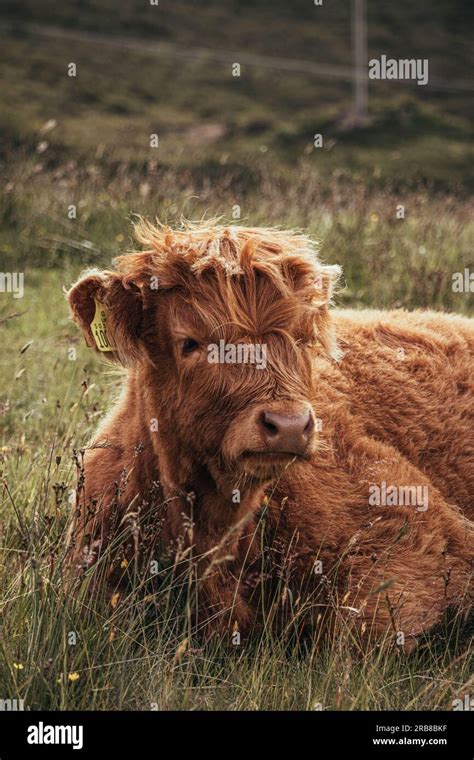 Baby Highland cow Portrait Stock Photo - Alamy