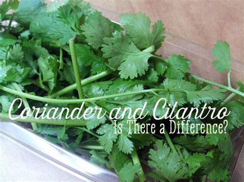 Coriander and Cilantro: What's the Difference? - Delishably