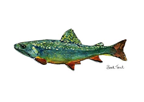 Brook Trout Modern Watercolour Fine Art Giclée Print A3 A4 Etsy