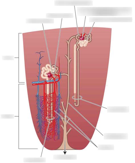 Kaplan Mcat Biology B Kidneys And Excretory System Anatomy Diagram