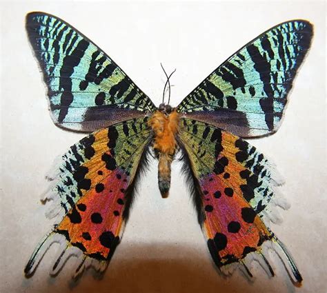 Madagascan sunset moth – Chrysiridia rhipheus - Insects