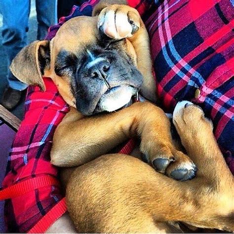 Pin on Funny Boxer Dogs