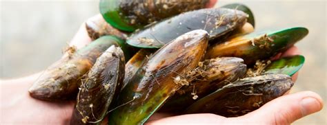 Green Lipped Mussels All You Need To Know Holland And Barrett