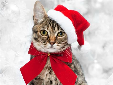 Christmas Animal Pictures Wallpapers Wallpaper Cave