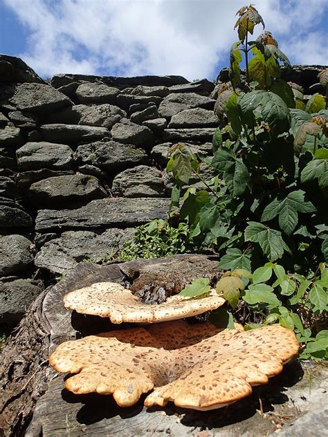 Funghi Grande Photograph By Robert Nickologianis Pixels