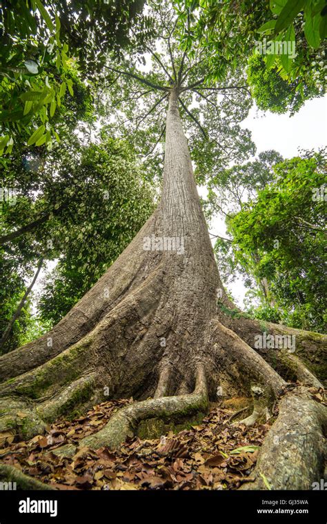 Sepilok Giant The Oldest Tree Of Sabah In Borneo Malaysia Stock Photo