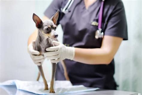 Leishmaniose canina o que é sintomas e tratamento DogHero