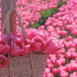 Create Meme The Flowers Are Beautiful Tulips Flowers Tulips Pink