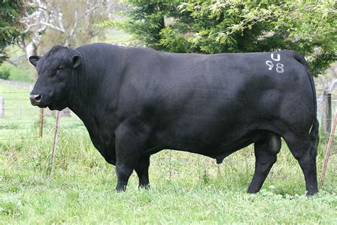 Riga Angus Angus Stud Cattle Sales