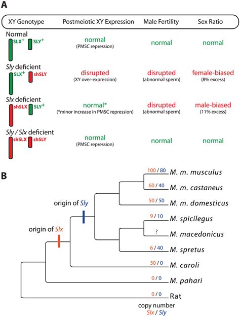 The Interaction And Evolution Of Sly And Slx Slxl A A Summary Of