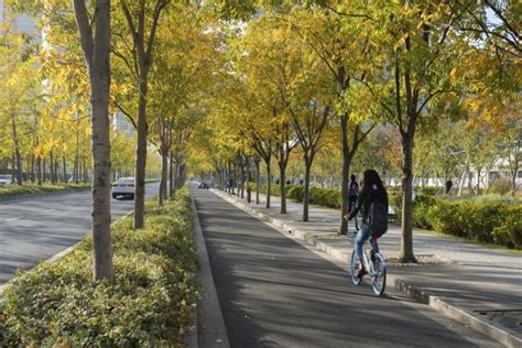 Xuhui Runway Park Sasaki Street Trees Landscape Design Beautiful Park