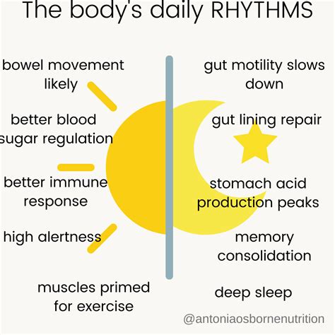 Why Meal Timing Matters Part What Is A Circadian Rhythm And Why Is