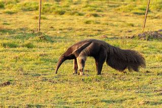 Giant Anteater Oso Hormiguero Myrmecophaga Tridactyla Flickr