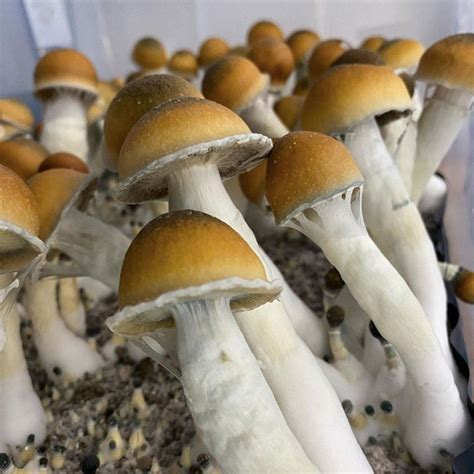 Blue Meanies Mushrooms Australia Kush Groves