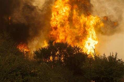 Greenpeace Y Desoladora Proyecci N De Incendios Forestales Hay Que