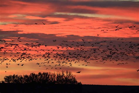 Por qué el otoño es la estación perfecta para observar aves Animales