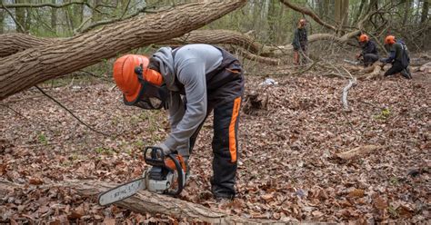 Bomen Kappen In Een Bos Vlaanderen Be