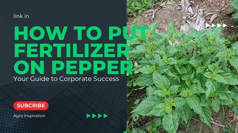 How To Fertilize Pepper Plant For A Big Harvest YouTube