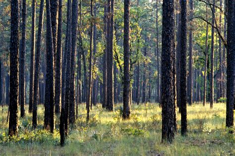 Ocala National Forest Orlando Protected Forest In Florida Go Guides
