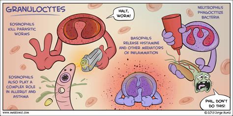 Granulocytes Medcomic Medical Laboratory Science Medical