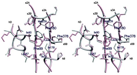 Crystal Structure Of S Ovalbumin As A Non Loop Inserted