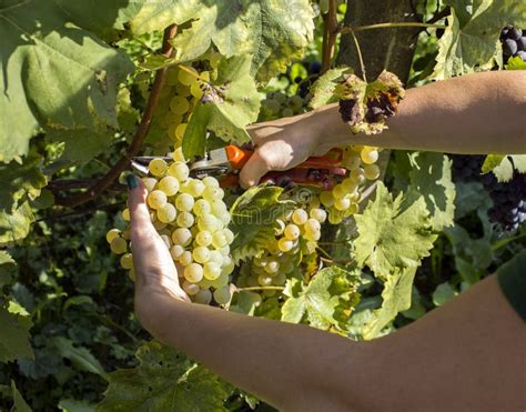 The hand is picking grapes stock photo. Image of white - 131904572