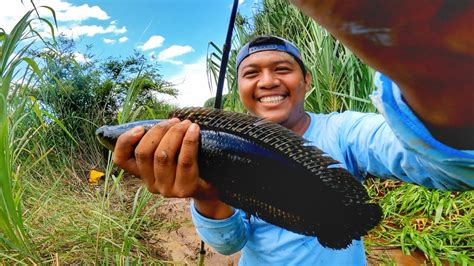 Paya Terbiar Seram Jadi Sarang Ikan Lembat Dan Bujuk Youtube