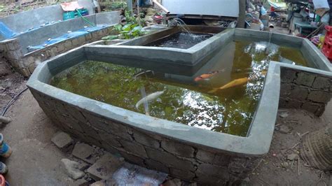 Concrete Koi Tilapia Pond Backyard Tilapia Farming Breeding At