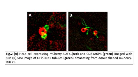 Rufy1 A Sorting Station Of Endolysosomal System Biopatrika