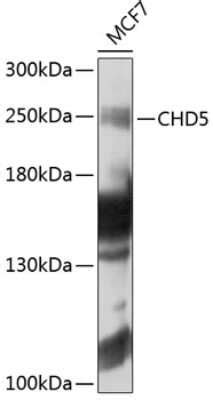 CHD5 Antibody BSA Free NBP2 92563 Bio Techne