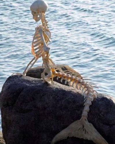 Mermaid Real Life Skeleton