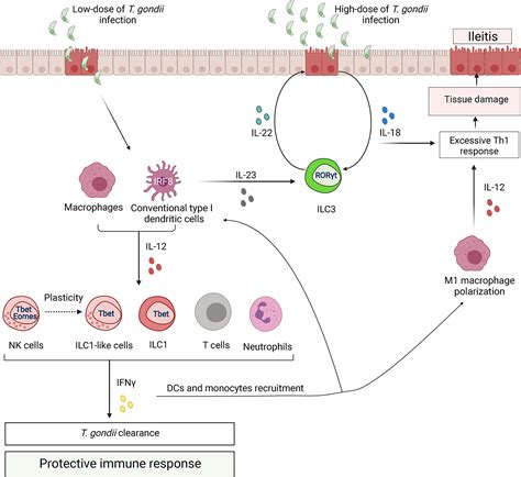 Frontiers Innate Lymphoid Cells In Response To Intracellular