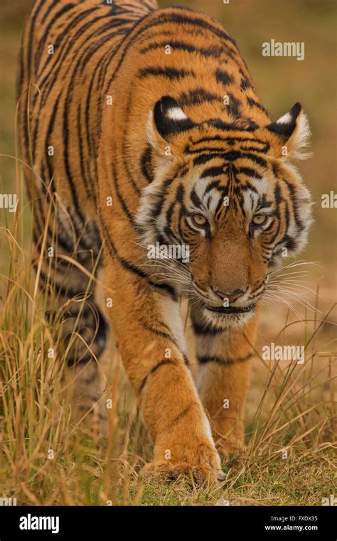 Wild Bengal Tiger Or Indian Tiger Panthera Tigris Tigris Stalking