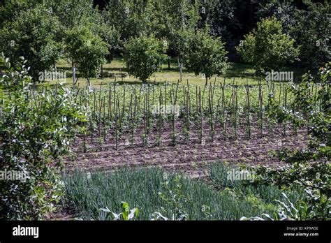Countryside Serbia Vegetable Garden In The Backyard Stock Photo Alamy