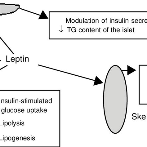 Summary Of The Pivotal Role Of Leptin In Insulin Secretion And Insulin Download Scientific